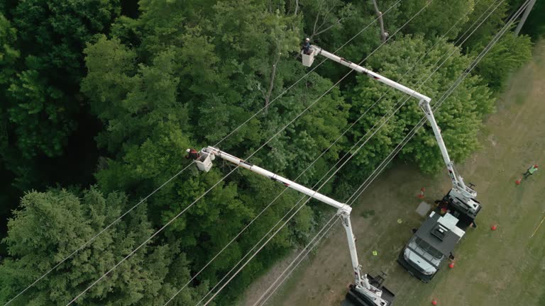 Best Tree Risk Assessment  in Parker City, IN